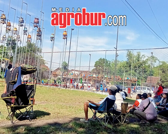 Liga Perkutut Jember