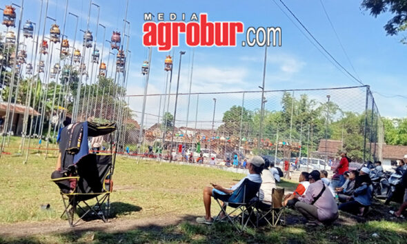Liga Perkutut Jember