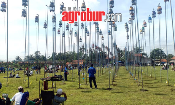 Sumberbaru Cup Jember