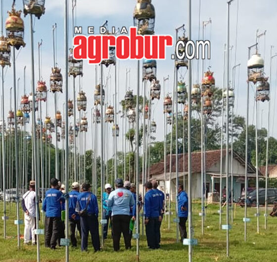 Liga Perkutut Jember