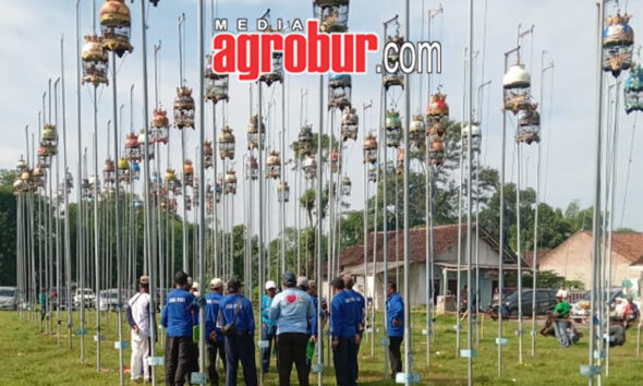 Liga Perkutut Jember