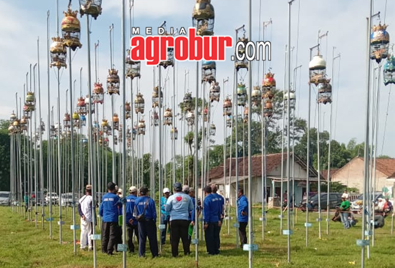 Liga Perkutut Jember