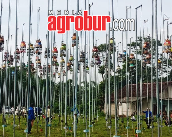 Liga Perkutut Jember