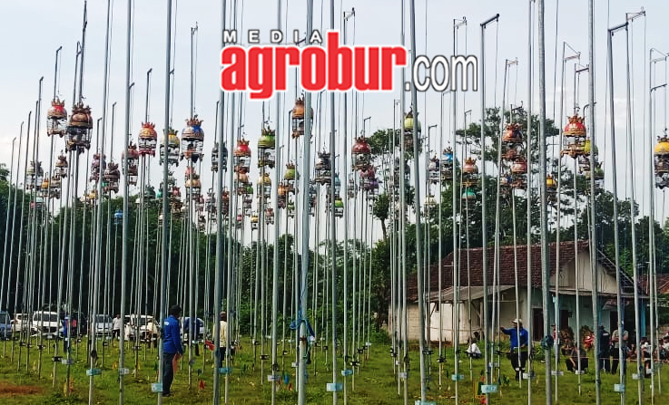 Liga Perkutut Jember