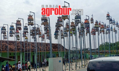 Metro Cup Banyuwangi